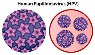 Human Papilloma Virus